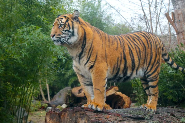 Beautiful View Young Tiger Tree Background Wild Animals — Stock Photo, Image