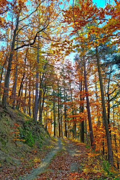 Bela Floresta Verde Amarela Dia Ensolarado Outono — Fotografia de Stock