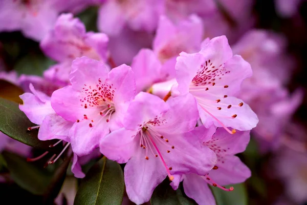 Una Rama Floreciente Rododendro Parque Primavera Fondo Primavera —  Fotos de Stock