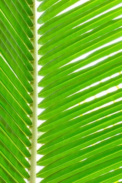 Young Green Branch Tropical Plant Background — Foto de Stock