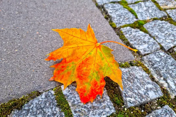 Красивый Желтый Кленовый Лист Тротуаре Осень — стоковое фото