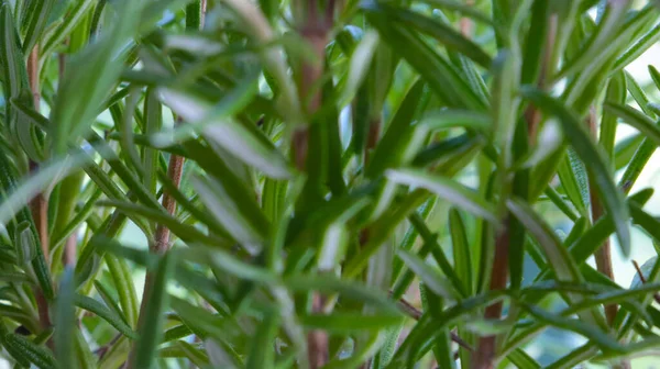 Out Focus Blurry Background Green Branches Rosemary — Photo