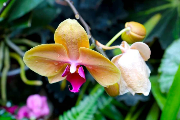 Лодка Орхидея Цветок Шип Розовыми Цветами Крупным Планом — стоковое фото