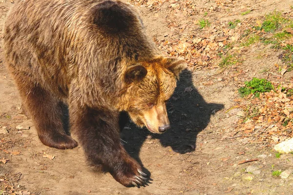 Κοντινό Πλάνο Μιας Μεγάλης Καφέ Αρκούδας Στο Δάσος — Φωτογραφία Αρχείου