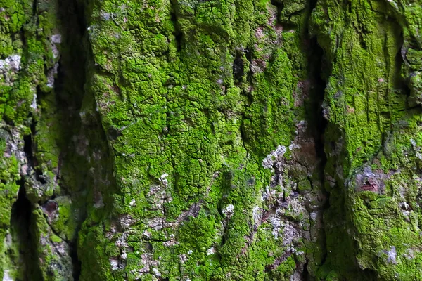Selektivní Zaměření Zelená Kůra Stromu Pokrytá Mechem Pozadí — Stock fotografie