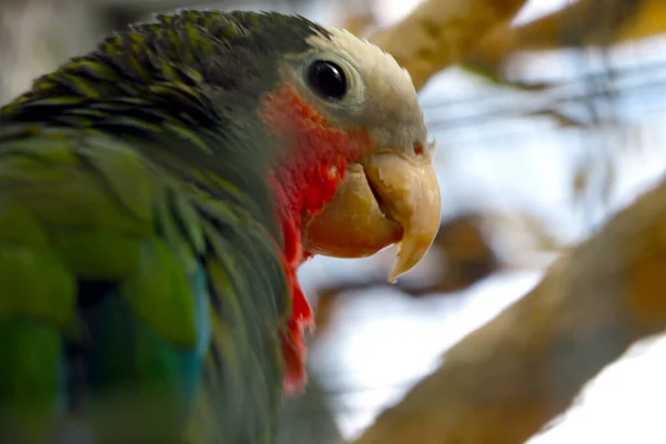 Branch Sits Beautiful Domestic Parrot — ストック写真