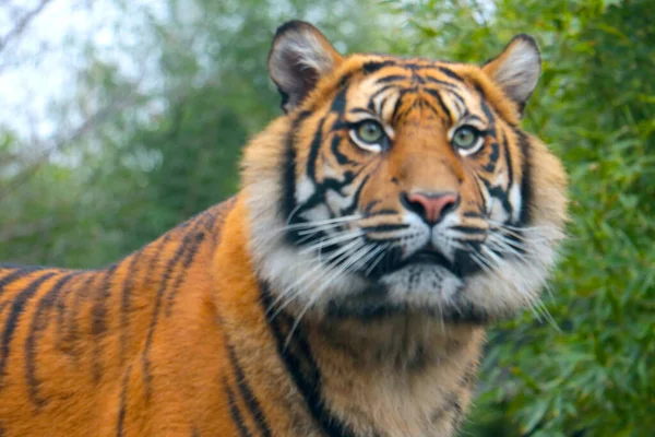 Oskärpa Suddig Bakgrund Vacker Tiger Parken — Stockfoto