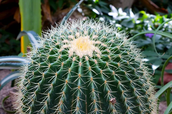 Közelkép Egy Gyönyörű Zöld Kaktuszról Nagy Tűkkel — Stock Fotó