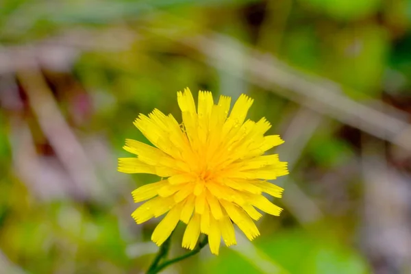 草地上一朵黄色的蒲公英花朵的特写 — 图库照片