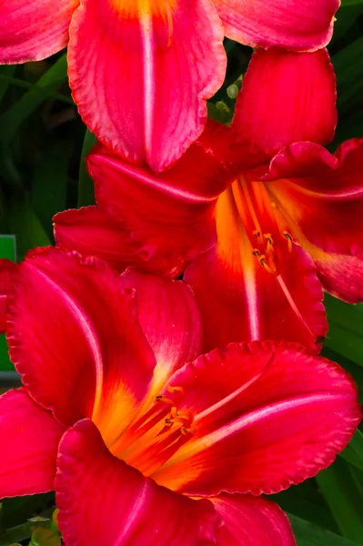 Close Buds Blooming Red Lily Background Colors — Stock Photo, Image
