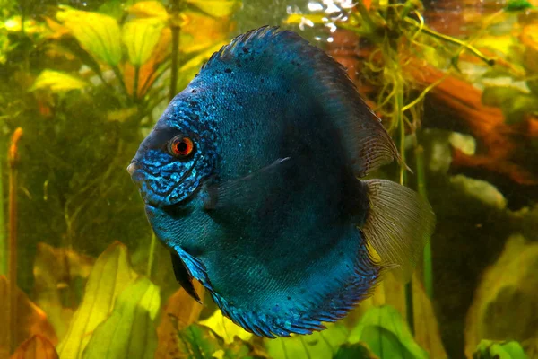 Голубые Диски Аквариуме Популярные Пресноводные Аквариумные Рыбы — стоковое фото