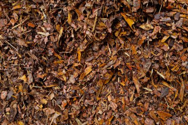 Ormandaki bir ağacın kabuğuyla zemin manzarası, arka plan