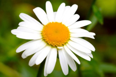 Çayırda açan beyaz bir papatyanın yakın çekimi