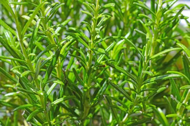 Biberiyenin güzel yeşil dalları. Rosemary 'nin idrar söktürücü etkisi vardır, bu da toksinleri, tuzu ve diğer maddeleri idrar sırasında atmanıza yardımcı olur.