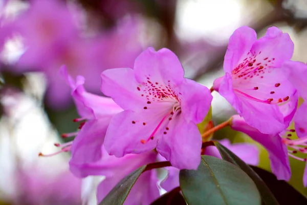 Una Rama Floreciente Rhododendron Parque Primavera —  Fotos de Stock