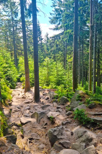 Taşlar topraktan sarkan, üzerinde ağaçlar yetişen taşlar.