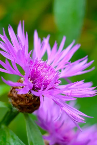 Närbild Vacker Blommande Blåklint Äng — Stockfoto