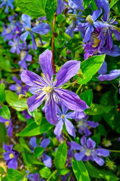 Purple Beautiful Flowers Bloom Garden Park — 스톡 사진