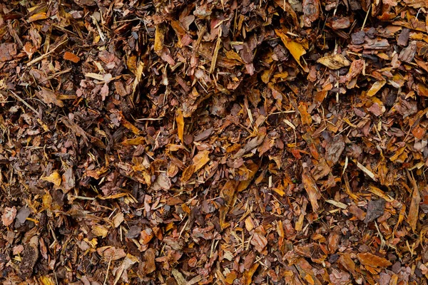 Vista Del Terreno Con Corteccia Albero Nella Foresta Sfondo — Foto Stock