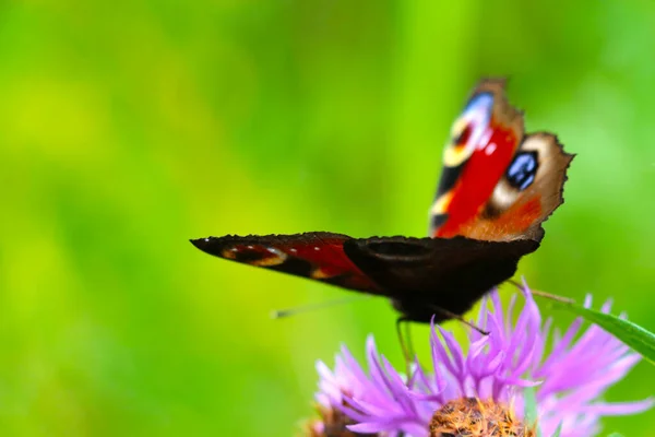 Uma Flor Florescente Prado Senta Uma Borboleta Fundo Primavera Verão — Fotografia de Stock