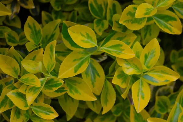 Prachtig Uitzicht Gele Groene Bladeren Van Struik Achtergrond — Stockfoto
