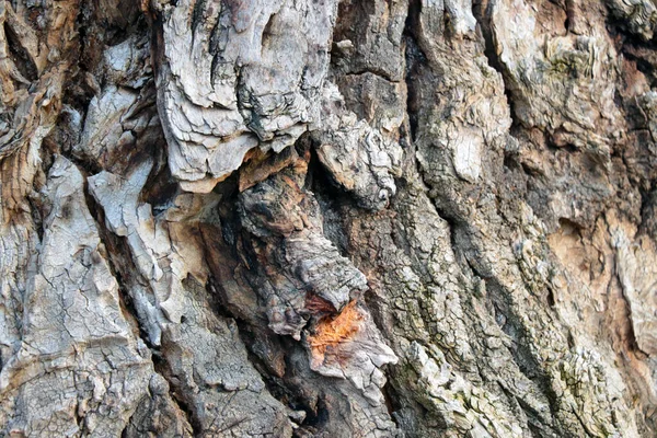 Nahaufnahme Der Grauen Rinde Eines Alten Baumes Wald Hintergrund — Stockfoto