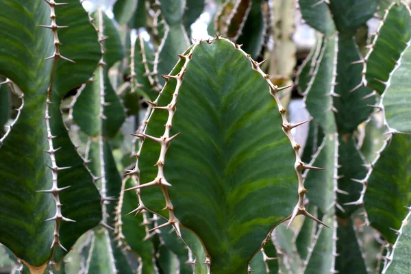 Közelkép Gyönyörű Zöld Kaktuszok Tűkkel — Stock Fotó