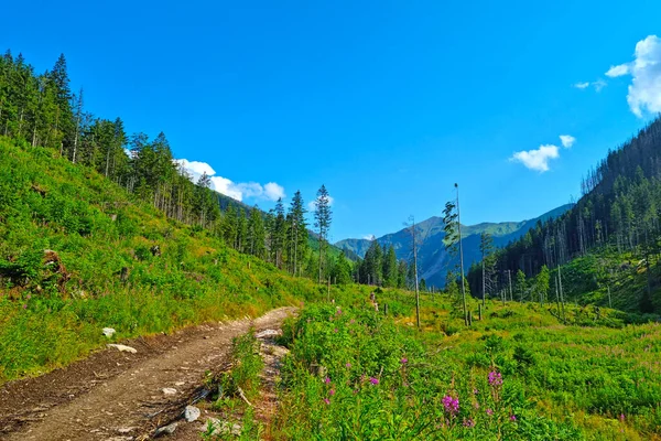 Güneşli bir yaz gününde resimli bir dağ manzarası. Aktif yaşam tarzı, dağa tırmanma.