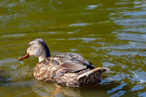 Selective Focus Wild Duck Swims Pond —  Fotos de Stock