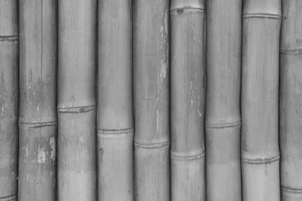Grauer Holzhintergrund Die Struktur Eines Bambuszauns — Stockfoto
