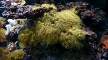 Deniz veya okyanusun dibindeki güzel sarı-yeşil alglerin sualtı fotoğrafçılığı