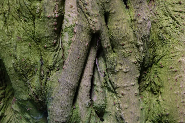 Zbliżenie Zielonej Kory Drzewa Tło — Zdjęcie stockowe