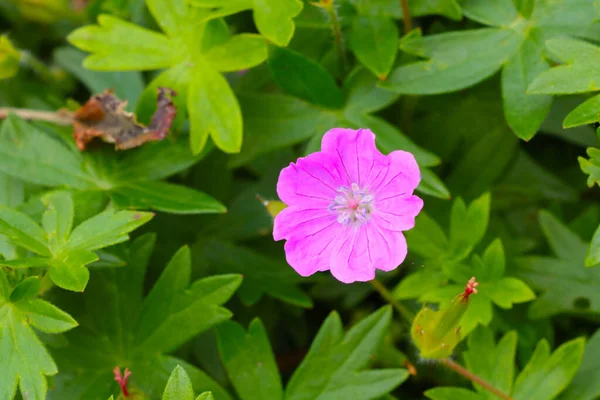 มมองของดอกไม บานสะพร งในสวนในฤด ใบไม — ภาพถ่ายสต็อก