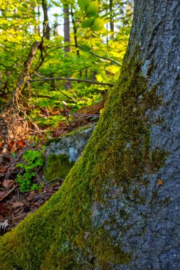 Ormandaki ağacın gövdesinde yeşil yosun yetişir.