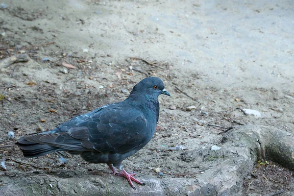 Close Beautiful City Pigeon Birds — Foto de Stock