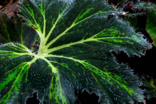 Крупним Планом Красивий Зелений Лист Кімнатної Рослини — стокове фото