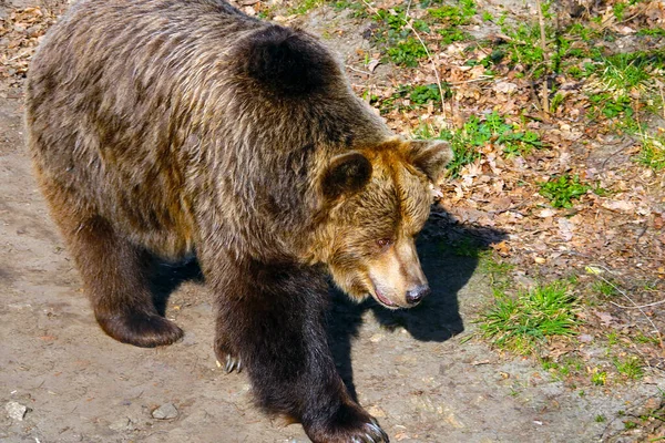 Piękny Niedźwiedź Brunatny Spaceruje Lesie Dzika Przyroda — Zdjęcie stockowe