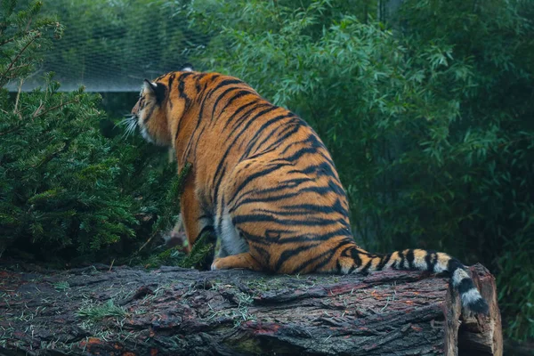 Een Omgevallen Boom Zit Een Tijger Het Groen — Stockfoto