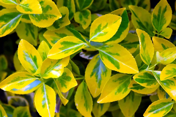 美丽的黄绿色植物叶 自然背景 — 图库照片