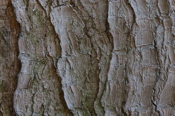 Γκρι Υφή Του Φλοιού Του Δέντρου Φόντο Του Δέντρου — Φωτογραφία Αρχείου