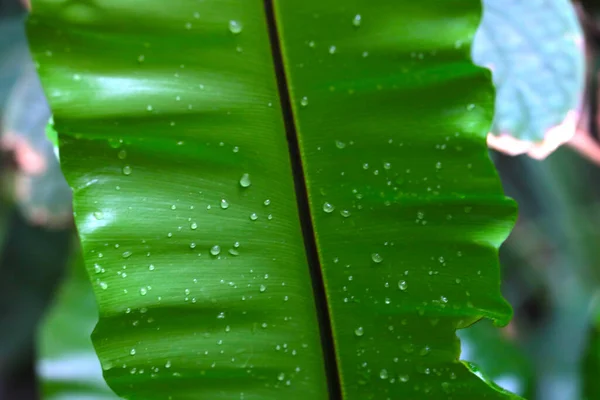 Green Banana Leaf Rainforest Drops Water — Photo