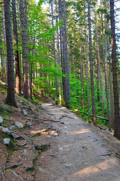 森林里美丽的风景如画的小径 清新的空气 积极的生活方式 在山上散步 — 图库照片