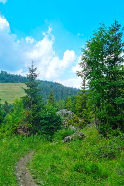 Dağlık bölgedeki ormanda pitoresk bir patika.