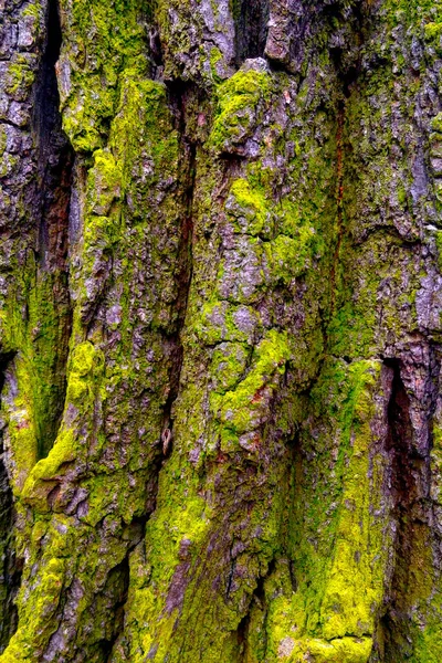 Close Casca Uma Árvore Velha Fundo Casca Uma Árvore — Fotografia de Stock