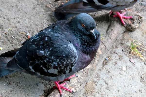 Close Beautiful City Pigeon Nature —  Fotos de Stock