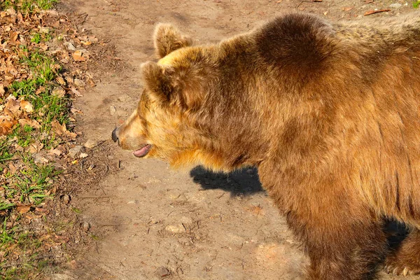 Zbliżenie Niedźwiedzia Brunatnego Dziczy Lesie — Zdjęcie stockowe