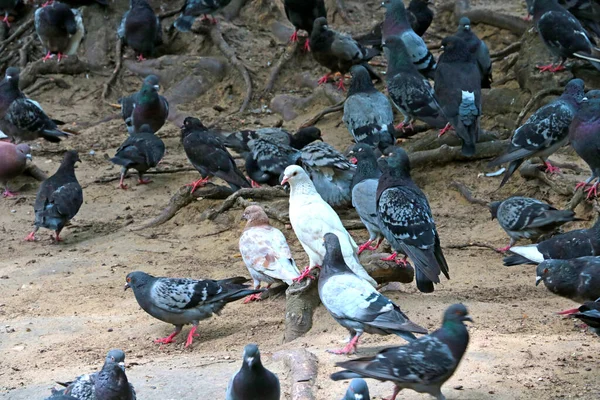 Close Large Flock Pigeons Ground —  Fotos de Stock