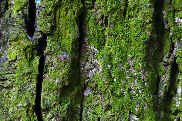 Sulla Corteccia Del Vecchio Albero Muschio Verde Consistenza Della Corteccia — Foto Stock