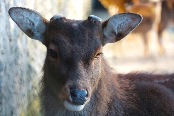 Close Adult Deer Antlers Forest — Photo