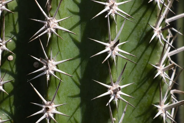 Egy Zöld Kaktusz Textúrája Nagy Tűkkel Természet Háttere — Stock Fotó